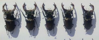 Coleoptera Lucanidae Lucanus Cervus A1 / 5 Piece/ 75 - 77 Mm / Ukraina
