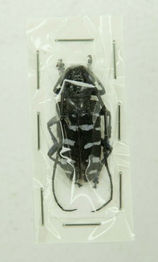 Beetles Cerambycidae - Anoplophora Wusheana From Taiwan