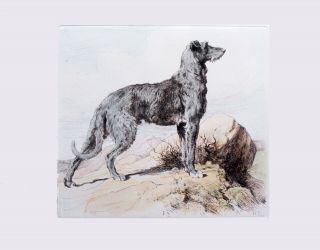 Deerhound Scottish Dog Engraving Print Herbert Dicksee
