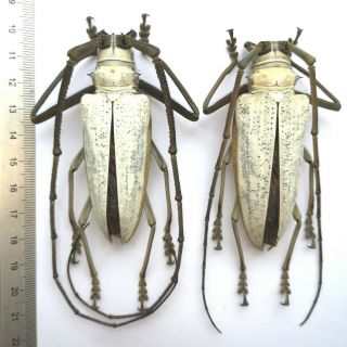 Batocera Kibleri From Solomon Islands Scarce Cerambycidae Beetle 80 & 78mm Pair