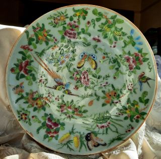 Antique 19th C,  Chinese Celadon Famille Rose Porcelain 10 In Plate Birds,  Butter