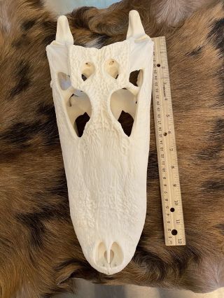 100 Real 13 Inch American Alligator Skull Taxidermy White Head Skeleton