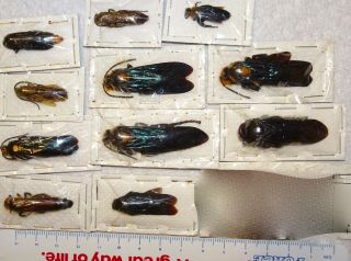 Hymenoptera Mixed 11 Scoliid Wasp Specimens Malaysia 3 Insects Wasps