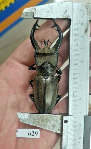 629 Vietnam Beetles Lucanus Ps.  (a1,  Wet Specimen Size :75mm)