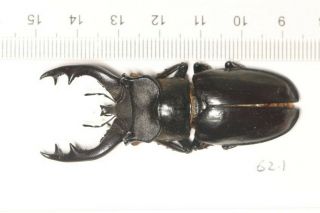 Lucanidae Lucanus Langi 62.  1mm Tibet