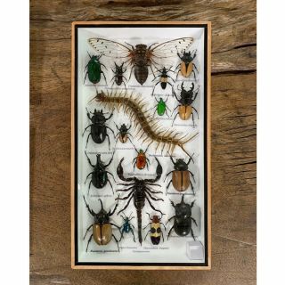 Scorpion Real Various Centipede Beetles Insects Taxidermy Specimen Rare Frame