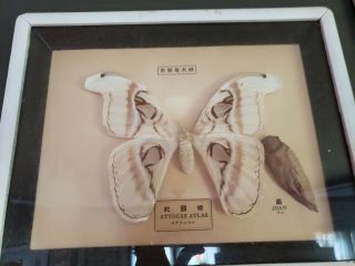 Large Vintage Real Framed White Atlas Moth With Cocoon 13 " X 10 "