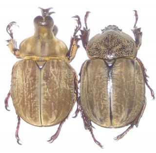 Dynastidae Lycomedes ohausi Pair A1 Male 33mm (PERU) RARE 2