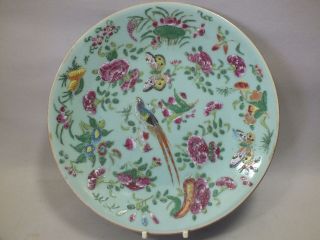 A Chinese/cantonese Porcelain Celadon Large Plate Birds & Floral Decor 19thc