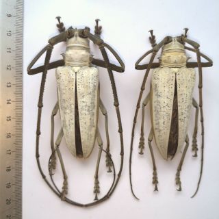 Batocera Kibleri From Solomon Islands Scarce Cerambycidae Beetle 77 & 72mm Pair