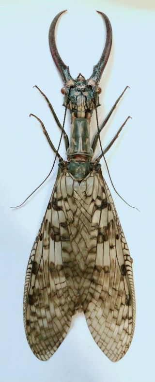 Acanthacorydalis Orientalis 142mm From Yuexi Anhui 1348
