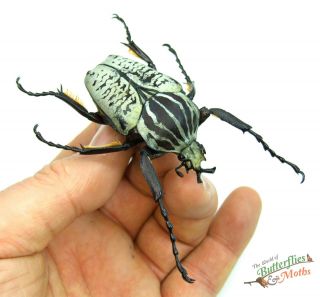 Goliathus Albosignatus Kirkianus Real Beetles Set X1 Pair A1 - Entomology