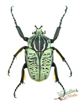 Goliathus Albosignatus kirkianus REAL Beetles SET x1 PAIR A1 - Entomology 2