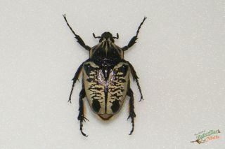 Goliathus Albosignatus kirkianus REAL Beetles SET x1 PAIR A1 - Entomology 3