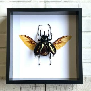 Huge Atlas Beetle (chalcosoma Caucasus) Deep Shadow Box Frame Display Case
