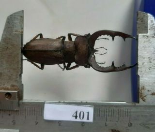 401 Vietnam Beetles Lucanus Ps.  (a1 -,  Wet Specimen Size :55mm)
