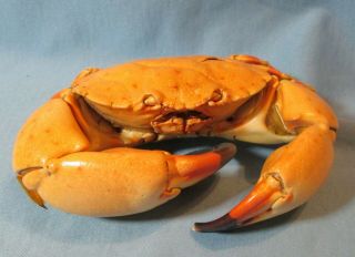 Preserved Strip Leg Crab Taxidermy.  Deep Sea Marine Life Collected Pre - 1980
