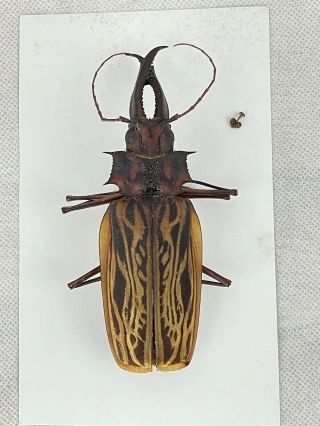 Cerambycidae Macrodontia Cervicornis 13.  1 Cm Loreto Region