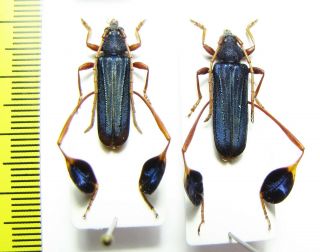 Cerambycidae,  Phyllocnema Mirifica,  Pair,  Tanzania