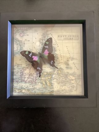 Vintage Framed Case Real Purple Mountain Swallowtail Taxidermy Display As Pics