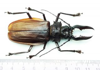Cerambycidae 1131 Macrodontia Crenata 8.  2cm Loreto Region May - Jun2021