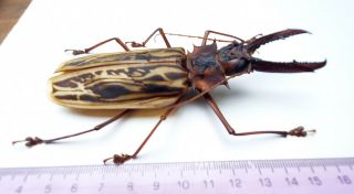 Cerambycidae 1042 Macrodontia Cervicornis 12.  2cm Loreto Region May - Jun2021