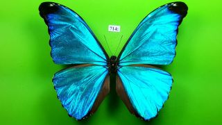 Morphidae Morpho Absoloni Male From Peru Mounted
