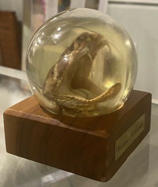 Vintage Western Rattlesnake Taxidermy Head In Crystal Ball Display