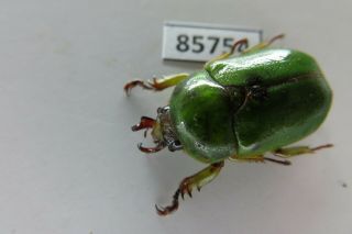 85754 Rutelidae: Didrepanephorus lamdongensis.  Vietnam South.  rare 2