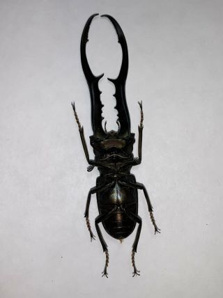 cyclommatus metallifer finae 90mm black form indonesia 2