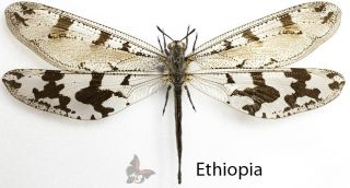 Palpares Sp.  - Female From Ethiopia Desert,  Giant 140mm,  Mounted,  Actual Specimen