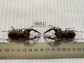 6651 Unmounted Insect Beetle Coleoptera Vietnam (lucanus)