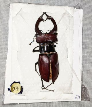 Beetle - 24 Lucanus Cervus Akbesianus Male 87mm,  - From Turkey