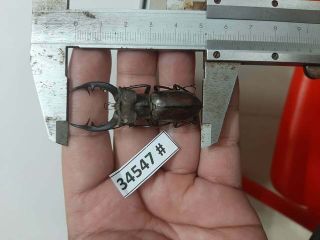 34547 Vietnam Beetles Lucanus Ps.  (a1,  Size:54mm, )