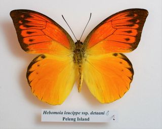 Hebomoia Leucippe Ssp Detani (male) From Peleng Island