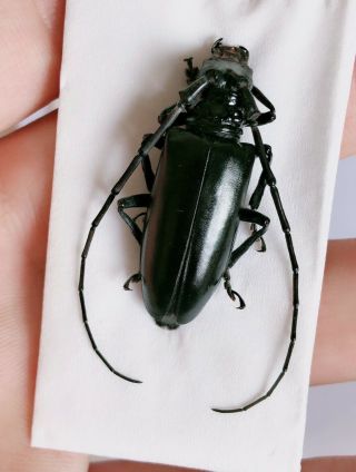 Cerambycidae Sp From Linan Zhejiang 0787 Rare