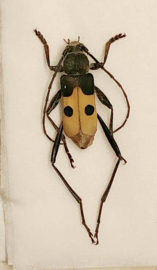Cerambycidae Sp From Jinxiu Guangxi 0636 Only One