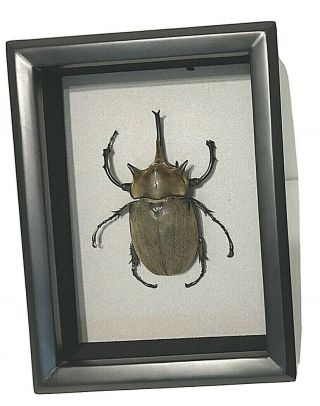 Framed Megasoma Elephas 110 Mm Quality Bug Mounted Curio Ventura Specimen