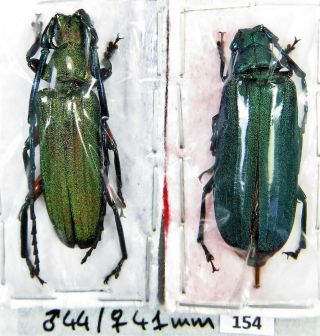 Unmounted Beetle Cerambycidae Prioninae Vietetropis Viridis Pair 44/41 Mm Laos