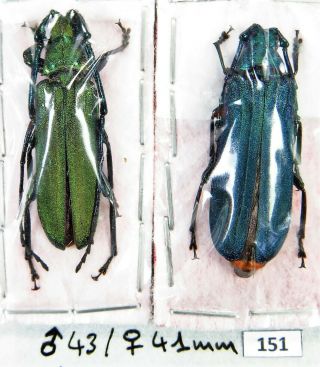 Unmounted Beetle Cerambycidae Prioninae Vietetropis Viridis Pair 43/41 Mm Laos