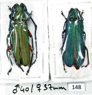 Unmounted Beetle Cerambycidae Prioninae Vietetropis Viridis Pair 40/37 Mm Laos
