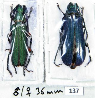Unmounted Beetle Cerambycidae Prioninae Vietetropis Viridis Pair 36 Mm Laos