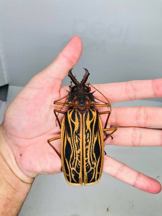 Macrodontia Cervicornis From Peru Female Large Size 112mm Cerambycidae