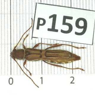 P159 Cerambycidae Lucanus Insect Beetle Coleoptera Vietnam