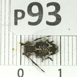 P93 Cerambycidae Lucanus Insect Beetle Coleoptera Vietnam