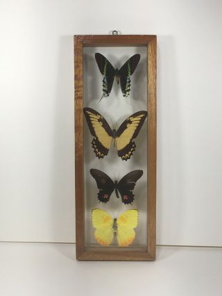 Vintage Real Butterfly Mount In Wood Frame Shadowbox