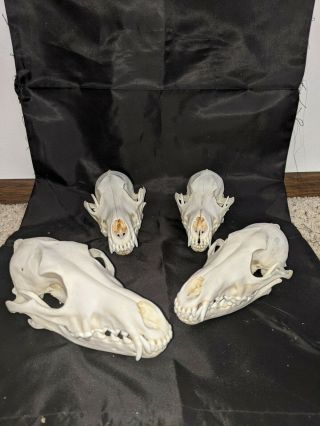4 Real Coyote Skulls - Taxidermy Real Coyote Skulls From Wyoming