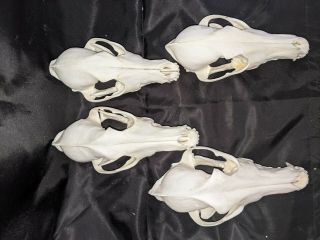 4 real Coyote Skulls - Taxidermy real coyote skulls from Wyoming 2
