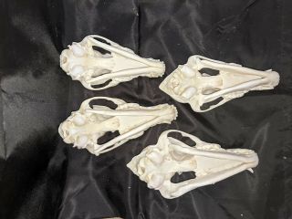 4 real Coyote Skulls - Taxidermy real coyote skulls from Wyoming 3