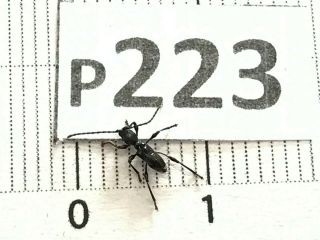 P223 Cerambycidae Lucanus Insect Beetle Coleoptera Vietnam